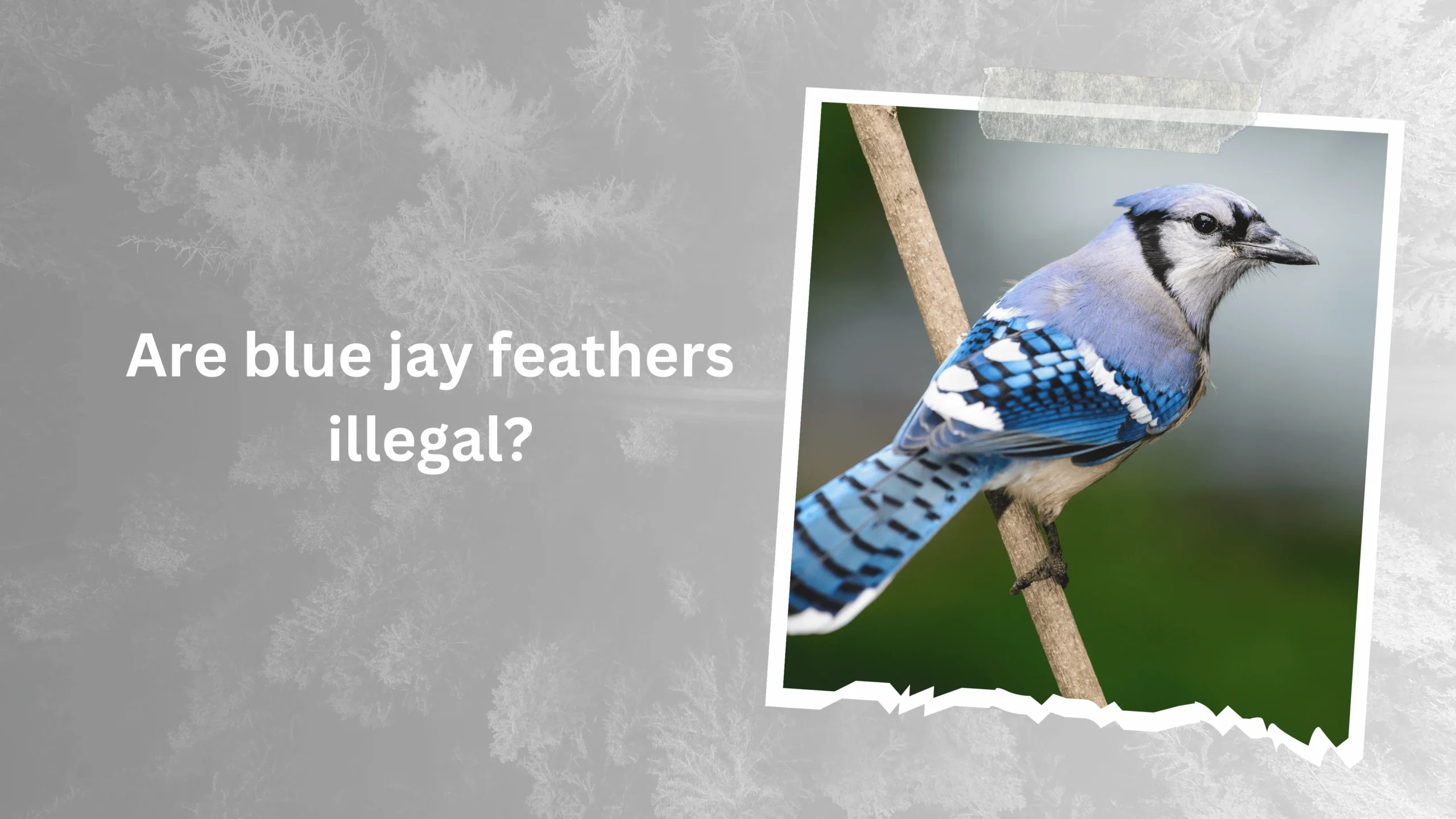 Are blue jay feathers illegal