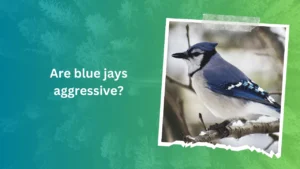 Are blue jays aggressive