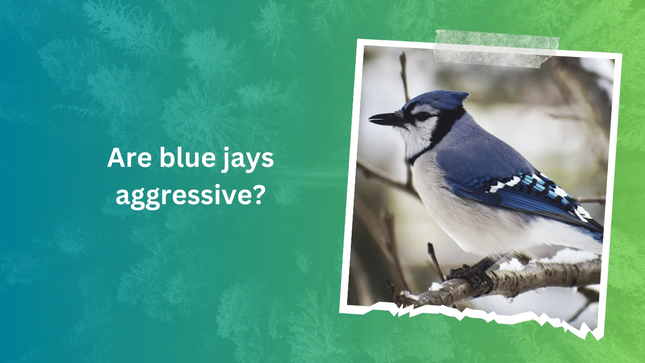 Are blue jays aggressive