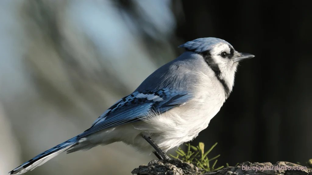 Are blue jays and cardinals related