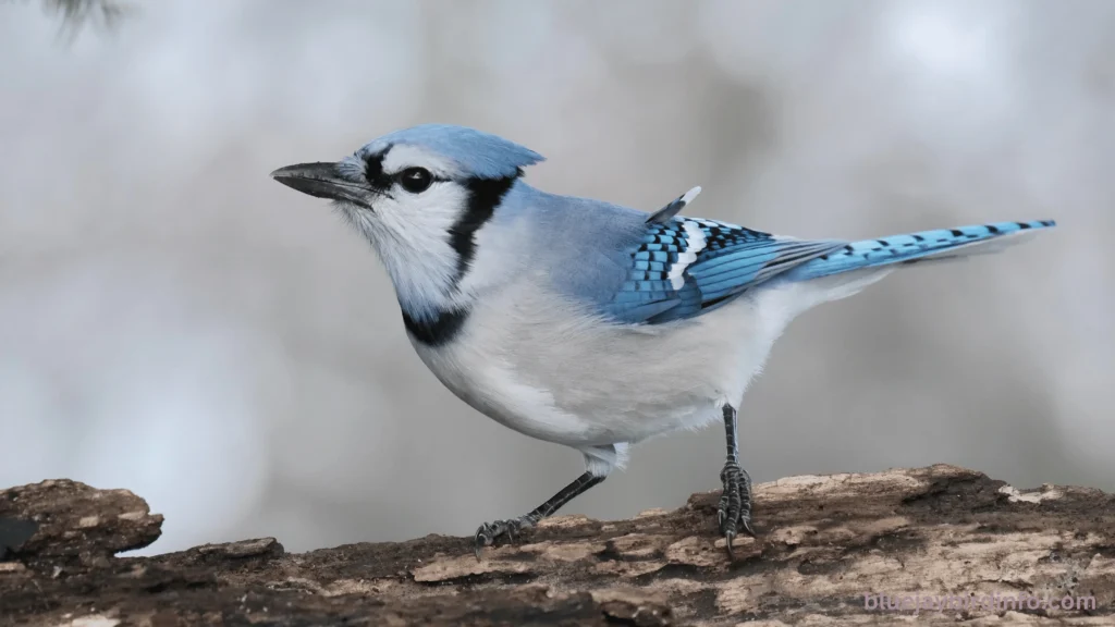 Are blue jays and cardinals related