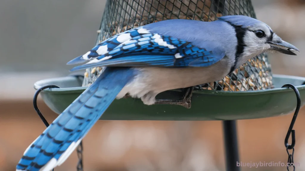 Are blue jays endangered species