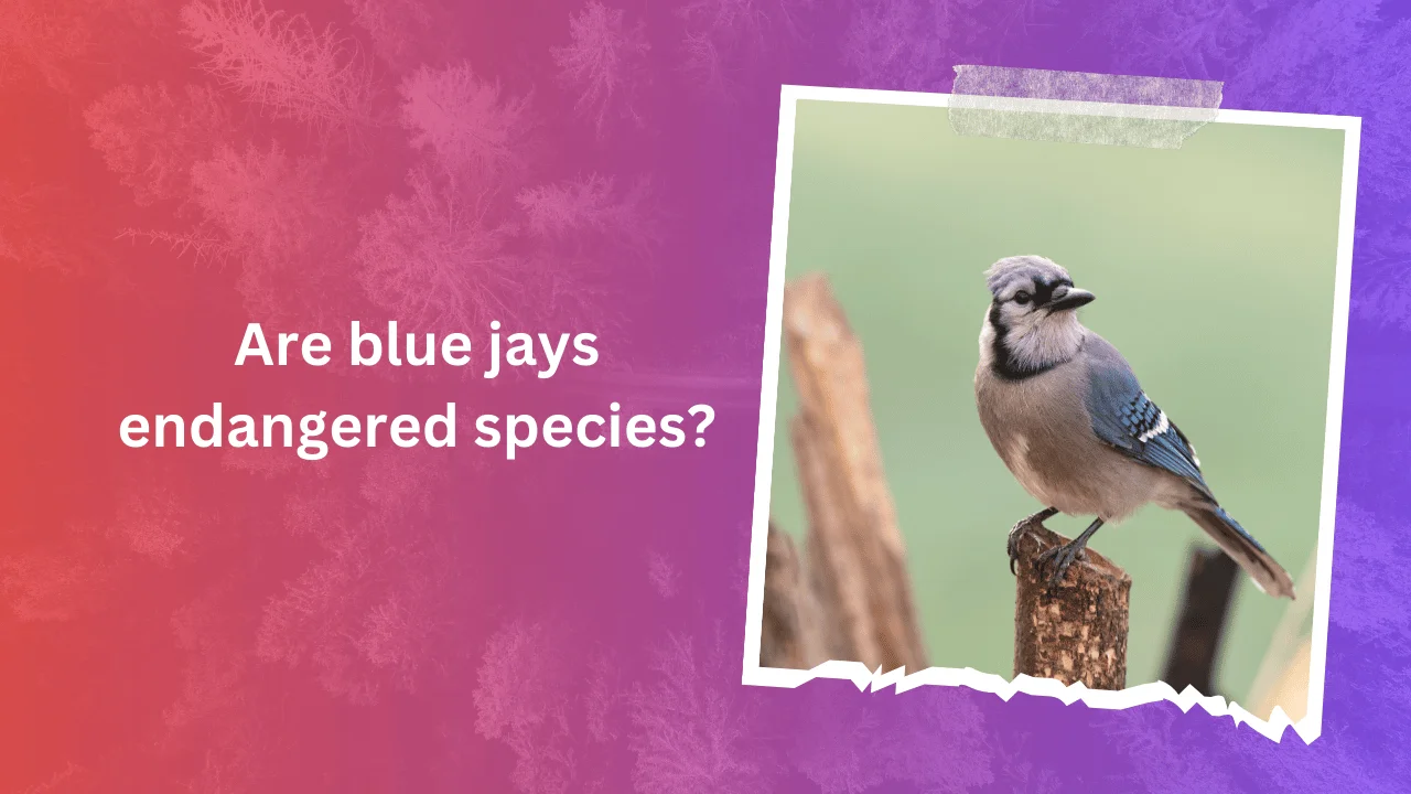 Are blue jays endangered species