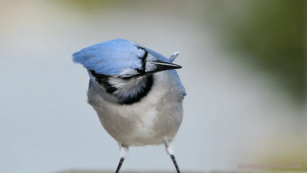 Are blue jays mean birds