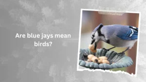 Are blue jays mean birds