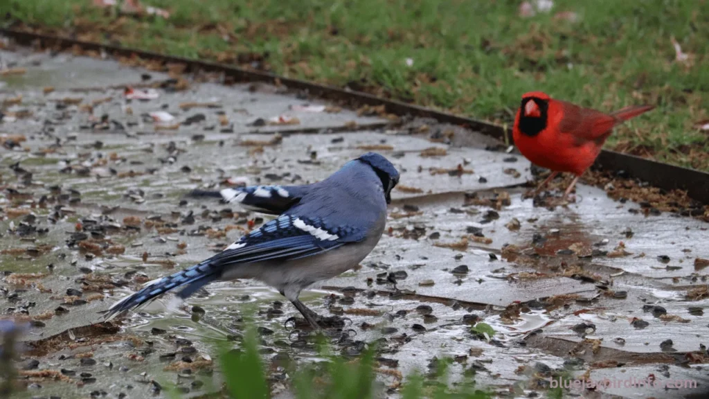 Are blue jays mean to cardinals