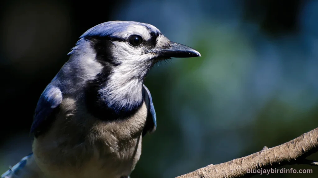 Are blue jays mean to cardinals