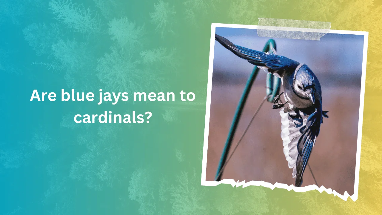 Are blue jays mean to cardinals