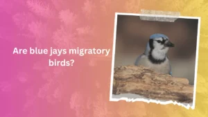 Are blue jays migratory birds