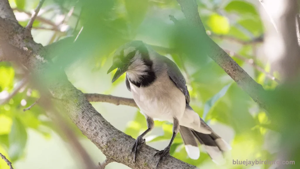 Are blue jays rare to see