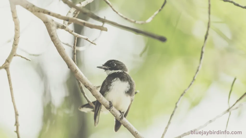 Are blue jays rare to see