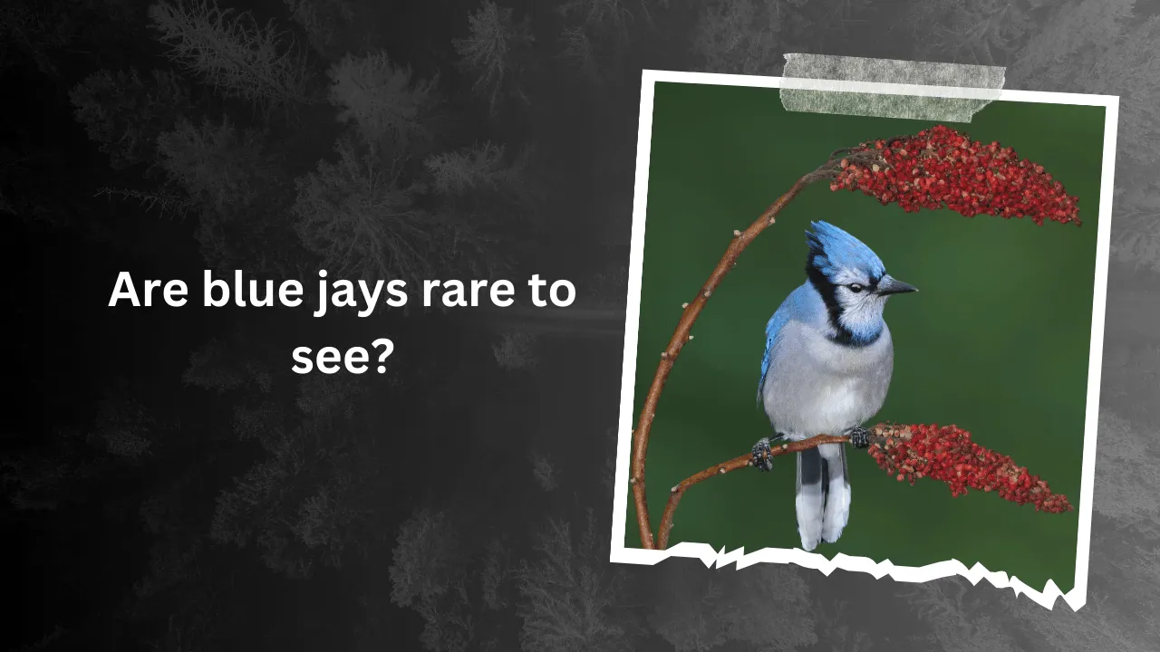 Are blue jays rare to see