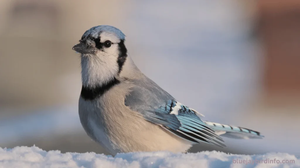 Are blue jays related to crows