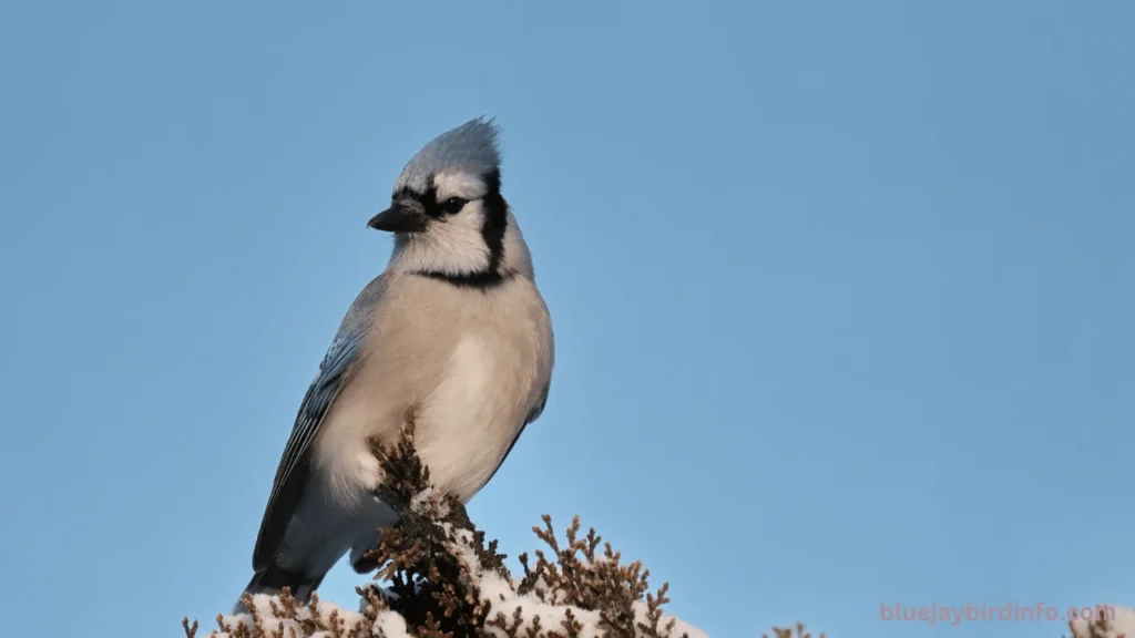 Are blue jays related to crows