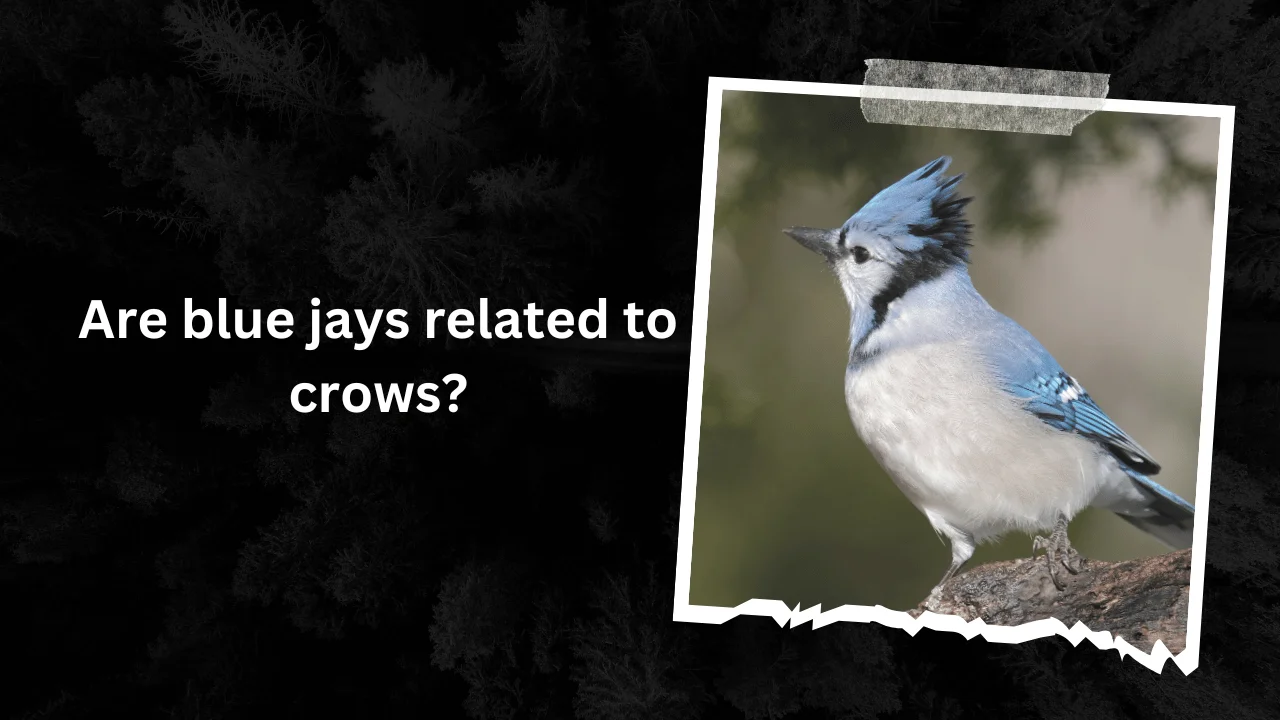 Are blue jays related to crows