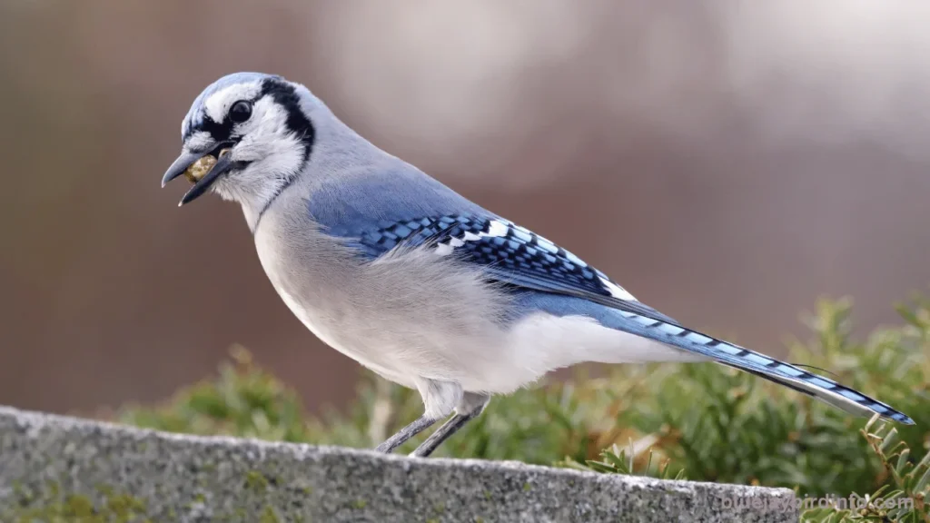 Are blue jays smart