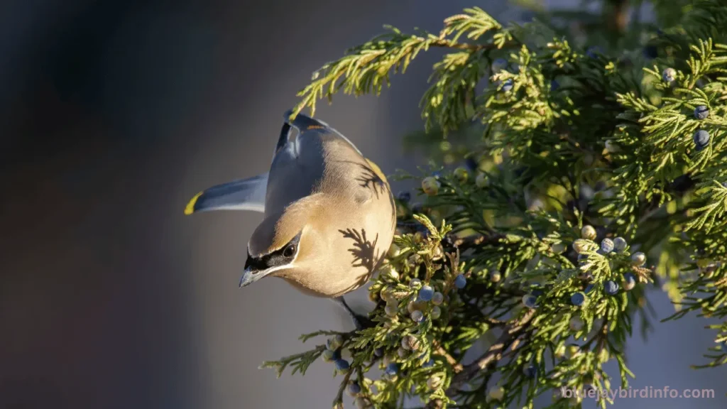 Are blue jays winter birds