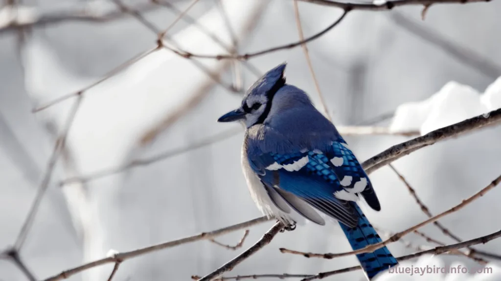 Are blue jays winter birds