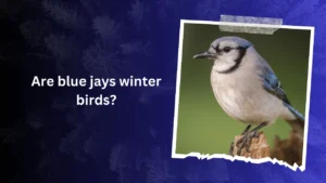 Are blue jays winter birds