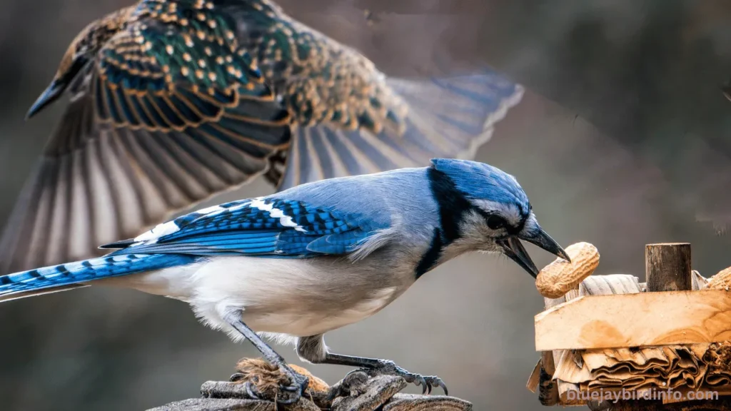 Are the blue jays good