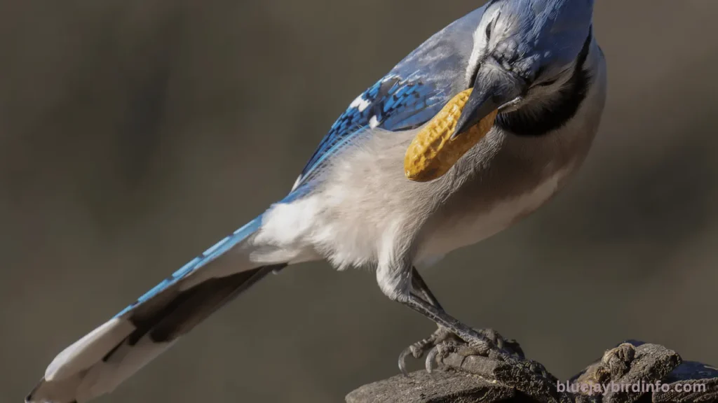 Are the blue jays good