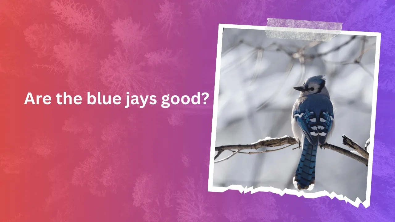 Are the blue jays good