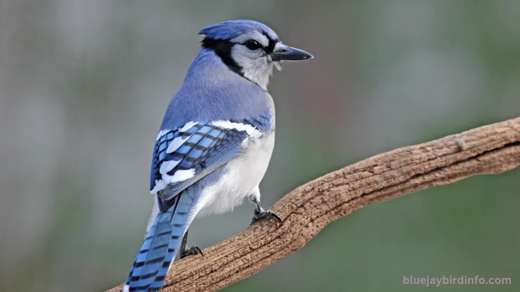 Are there blue jays in colorado