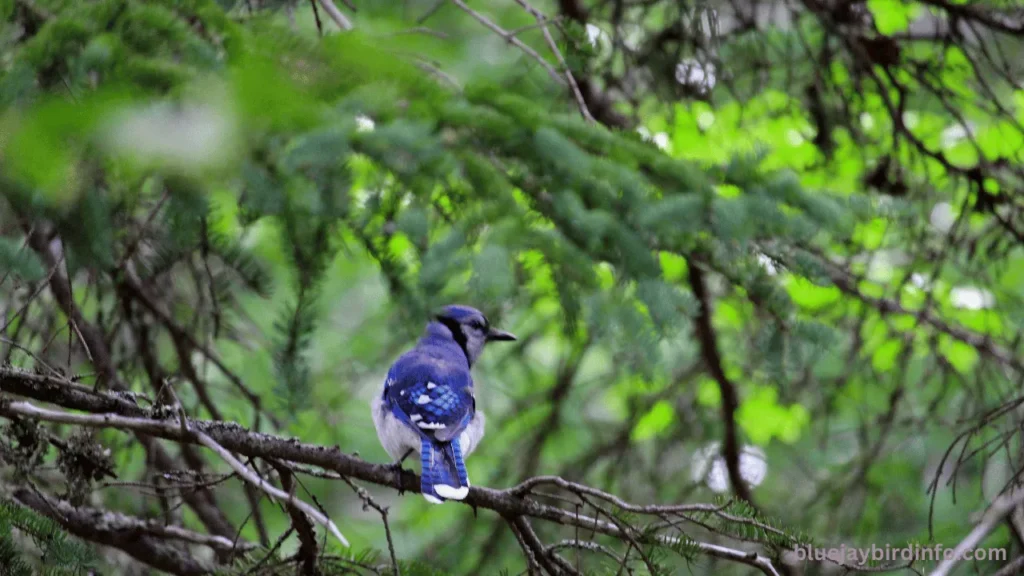 Are there blue jays in colorado