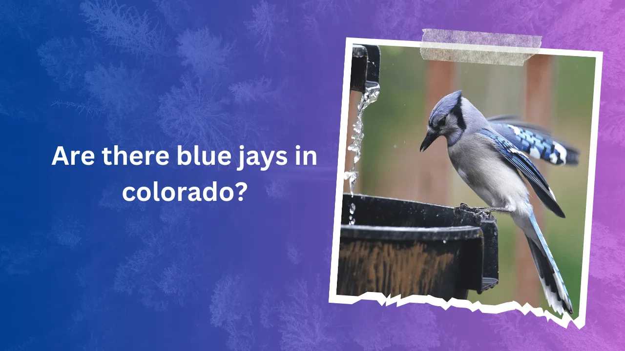 Are there blue jays in colorado