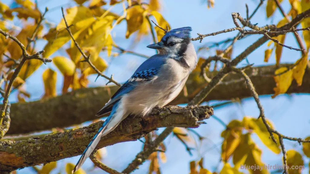 Are there blue jays in oregon? 