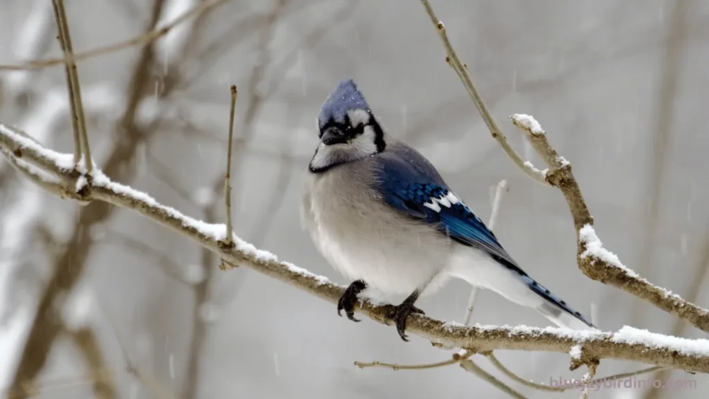 Are there blue jays in oregon? 