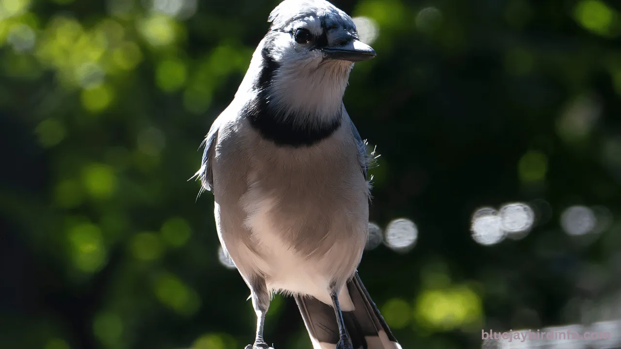 Are there blue jays in oregon?