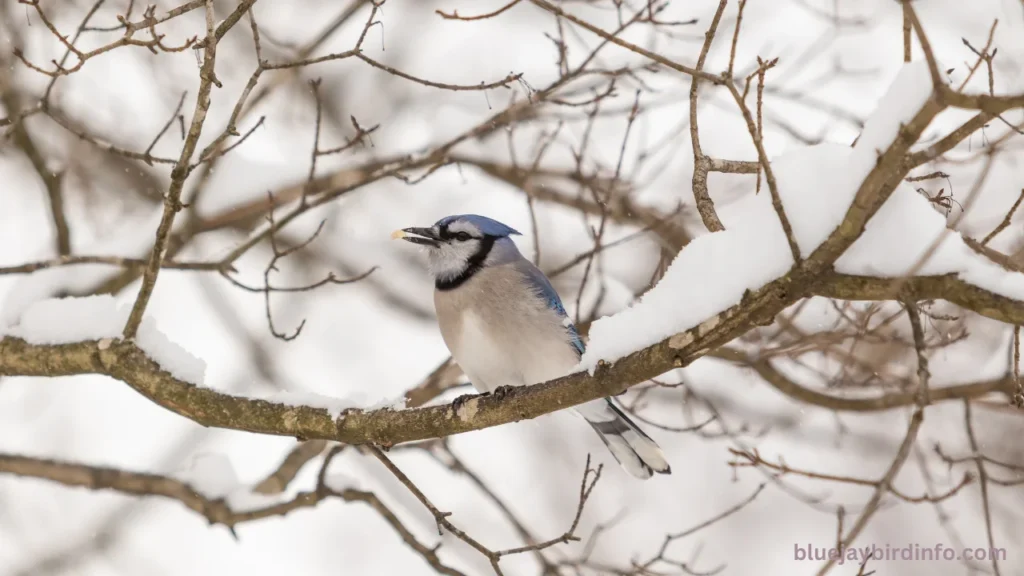 Are there blue jays in washington state