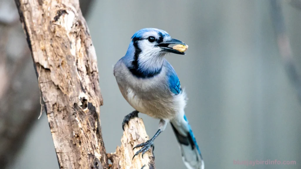 Are There Blue Jays In Washington State? (Answered)