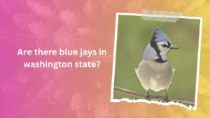 Are there blue jays in washington state