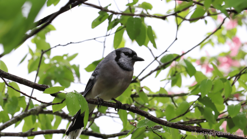 Do Blue Jays Plant Seeds In Containers