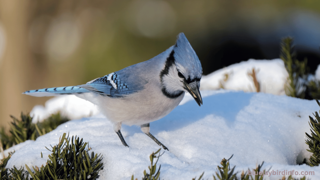 Do Blue Jays Plant Seeds In Containers