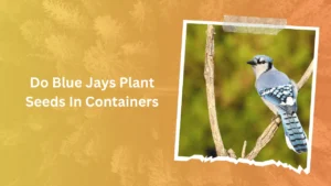 Do Blue Jays Plant Seeds In Containers