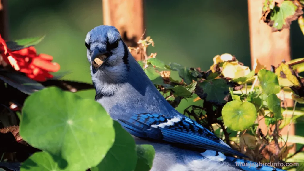 Can blue jays mimic hawks