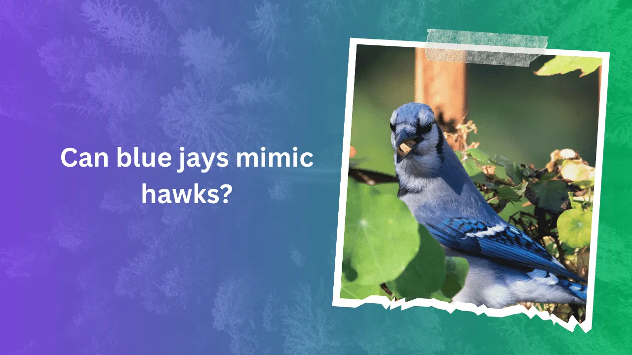 Can blue jays mimic hawks