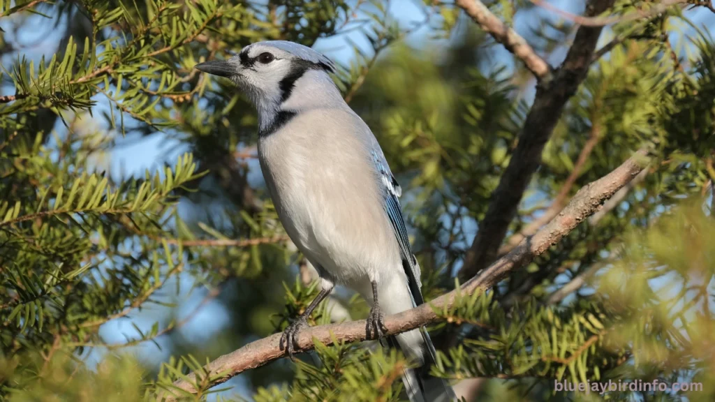 Can you eat blue jays