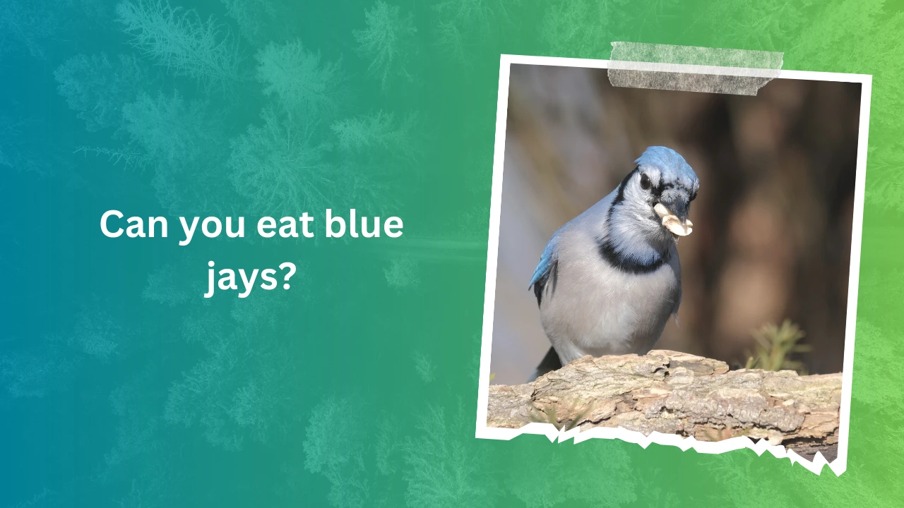 Can you eat blue jays