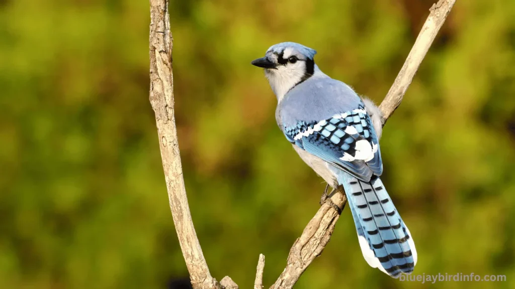 Can You Keep A Blue Jay As A Pet? (Answered)