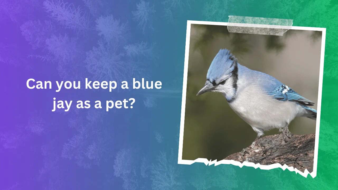 Can you keep a blue jay as a pet