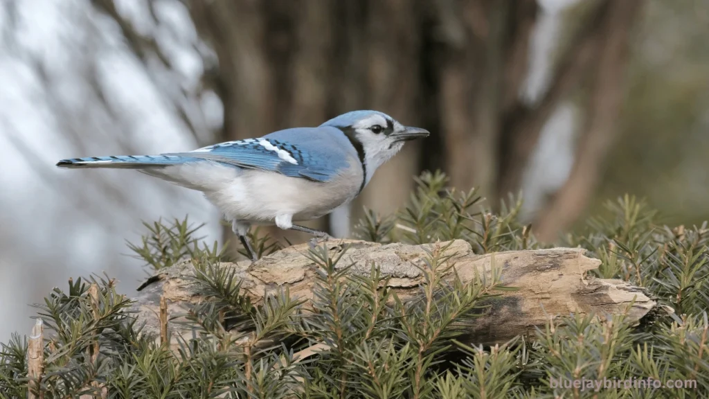 Do Blue Jays Eat Mice? (Answered)