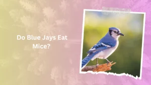 Do Blue Jays Eat Mice