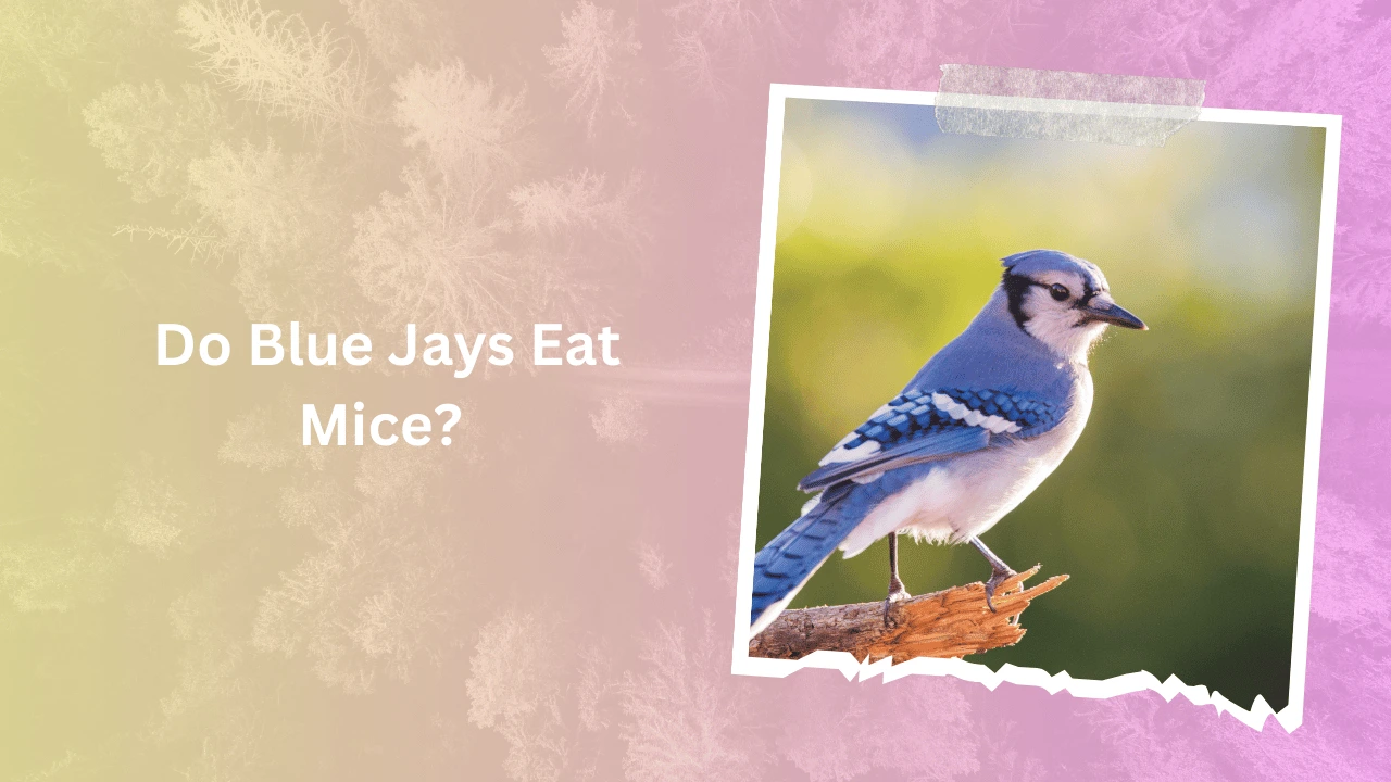 Do Blue Jays Eat Mice