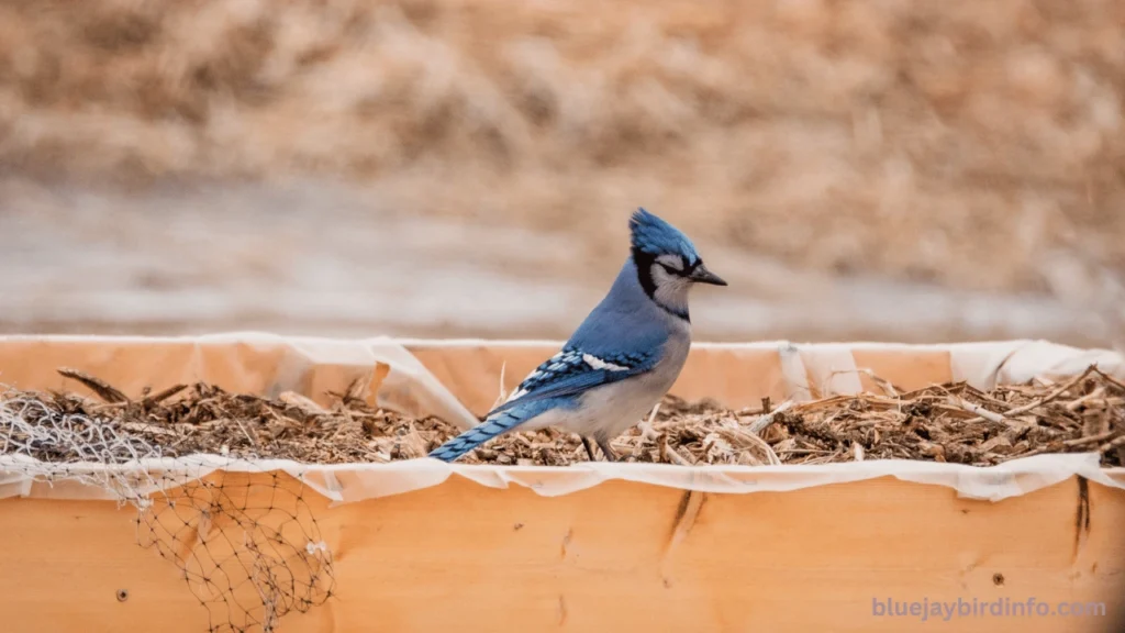 Do Blue Jays Eat Peanuts? (Explained)