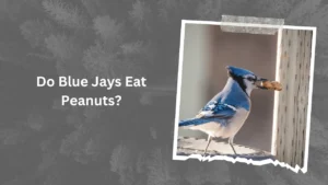 Do Blue Jays Eat Peanuts