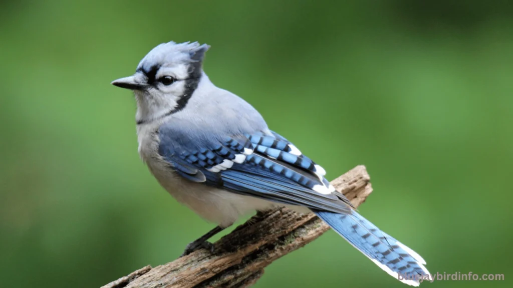 Do Blue jays Pull Out Piotatoe Roots Sprouts